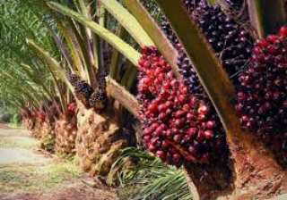 palm karnel